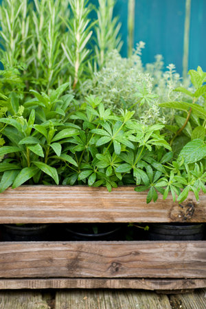Herbs in a wooden boxの写真素材