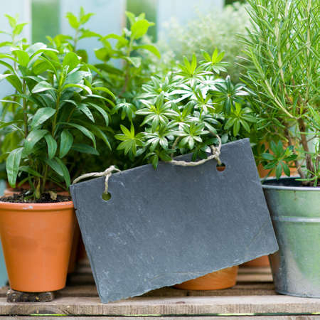 Fresh herbs, slateの写真素材