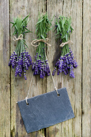 Fresh lavender, slateの写真素材