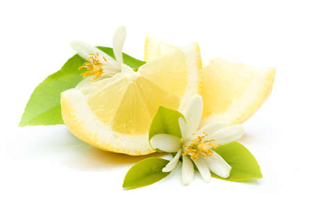Fresh lemonsの写真素材