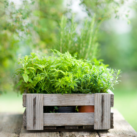 Herbs in a wooden boxの写真素材