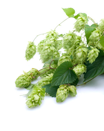 Fresh hops on white ground