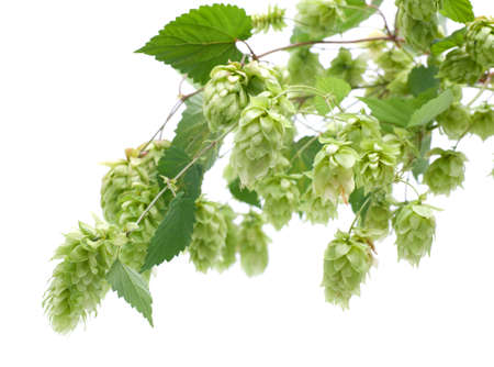 Fresh hops on white groundの写真素材