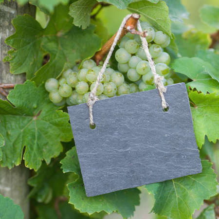 Fresh green grapes, slateの写真素材