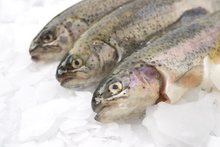 Fresh trout on iceの写真素材