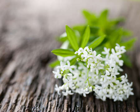 Sweet woodruffの写真素材