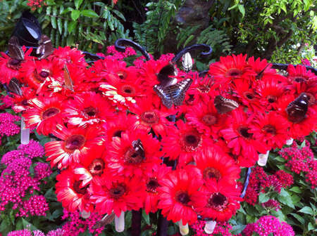 Butterfly Flowerの素材