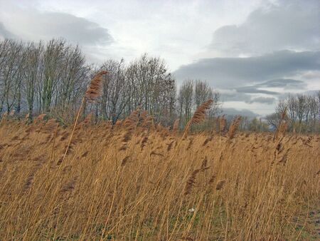 fieldの写真素材