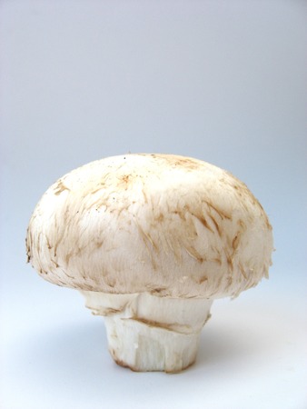 single mushroom on a white backgroundの写真素材