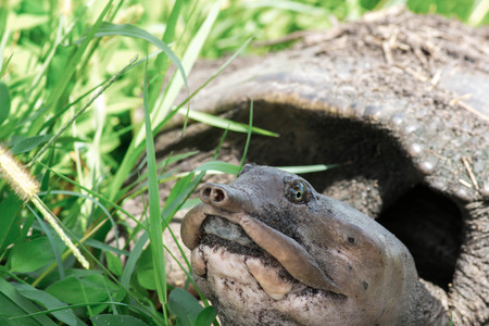Soft shell turtle in grass laying eggsの写真素材
