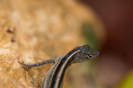 Lizard on rockの写真素材