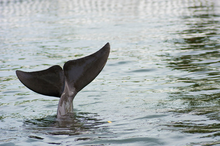 Dolphin tailの写真素材