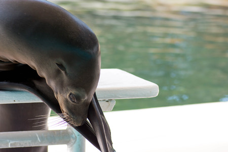 Sea lion laying downの写真素材