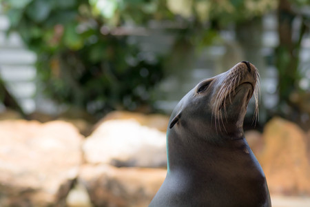 Sea lion holding head upの写真素材
