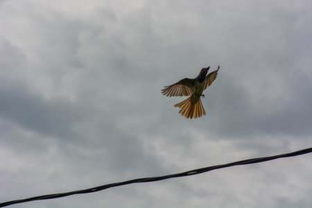 Bird flying above powerline