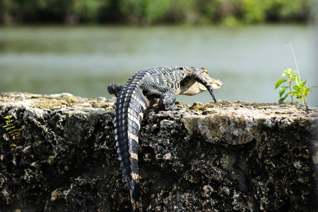 Baby alligator on stone wallの写真素材