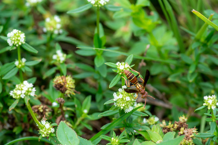 Wasp reaching from a flowerの写真素材