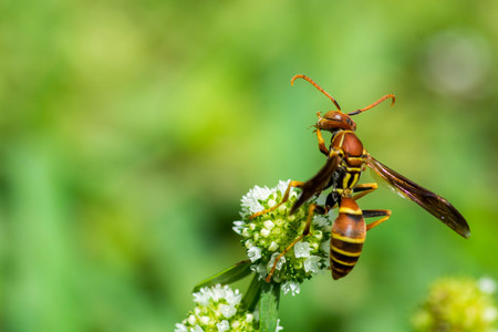 Wasp cleaning on flowerの写真素材