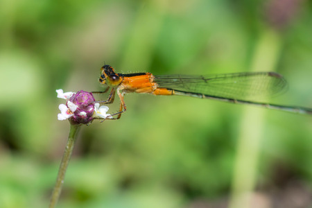 Damselfly on a flowerの写真素材