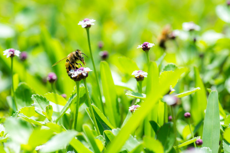 Bee in grass on a flowerの写真素材
