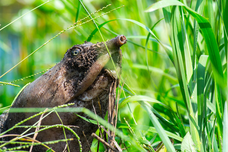 Soft shell turtle in grass laying her eggsの写真素材