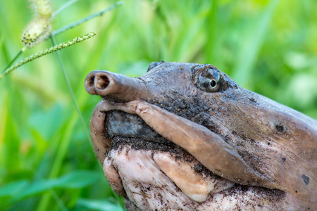 Soft shell turtle in grass laying her eggsの写真素材