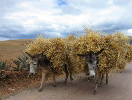                                Donkeys in rural Peru, Sacred Valley near Cuzco