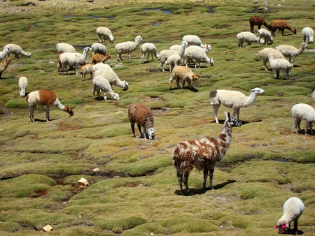 Llamas in the Andes near Arequipa and Colca Canyon, Peruの写真素材
