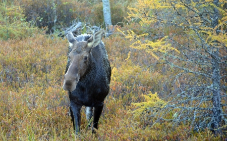 Moose cow in Algonquin Provincial Park, Canadaの写真素材