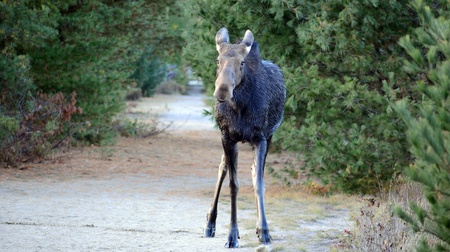 Cow moose in Algonquin Park, Canadaの写真素材
