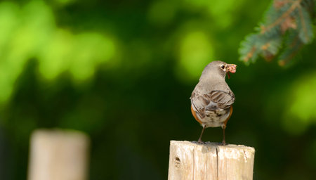 American Robin with earthworm in its billの写真素材