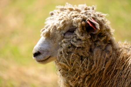 woolly sheep in a farmの写真素材