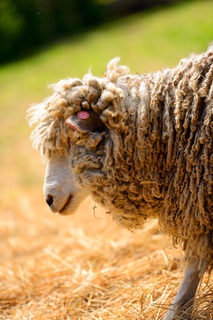 woolly sheep in a farmの写真素材