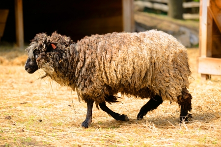 woolly sheep in a farmの写真素材