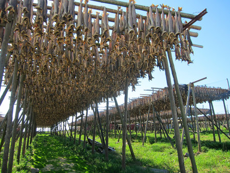 Natural drying of stockfish cod in Arctic fishing village of Lofoten Island in Norway