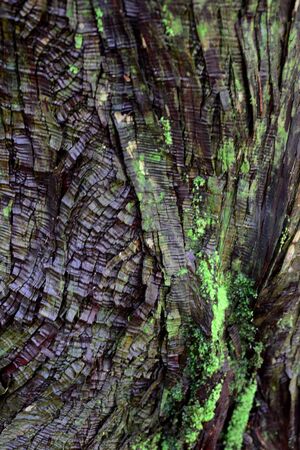 Tree trunk bark at Kumano Kodo, Wakayama, Japanの写真素材