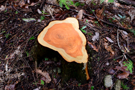 Cedar tree stump in forest along Kumano Kodo, the ancient pilgrim route in Wakayama Prefecture, Kansai, Japanの写真素材