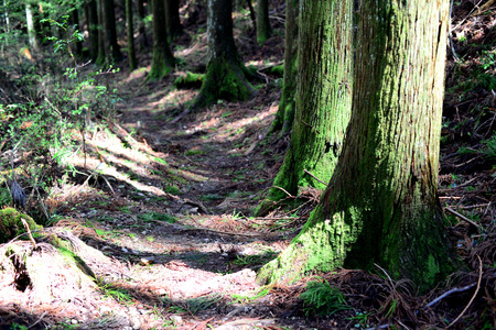 Kumano Kodo ancient pilgrim route at Kii Mountains, near Tanabe, Kansai, Japanの写真素材