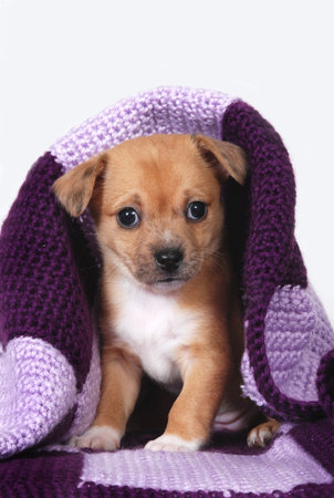 Chihuahua puppy wrapped in purple blanket