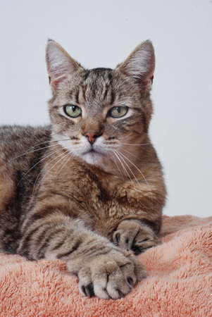 Grey tabby cat portrait, polydactyl