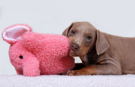Doberman Pinscher puppy with toyの写真素材