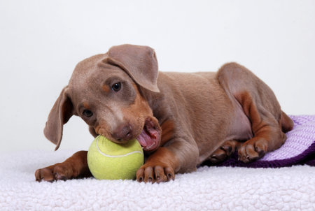 Doberman Pinscher puppy with toyの写真素材