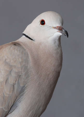 Portrait of a ring necked dove.  On grey background.の写真素材