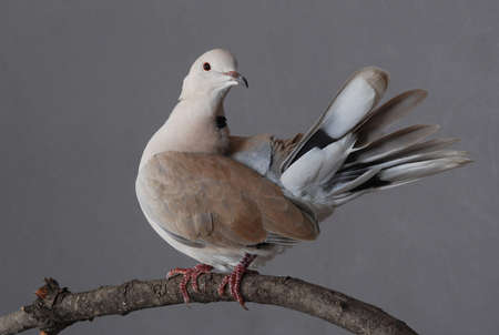 Ring-necked dove with feathers spread, perched on natural branch.の写真素材