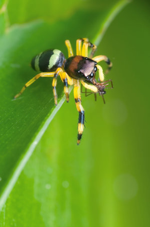 Macro of spider