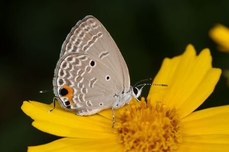 Close up of a butterflyの写真素材