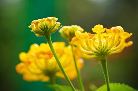 Beautiful spring flowersの写真素材