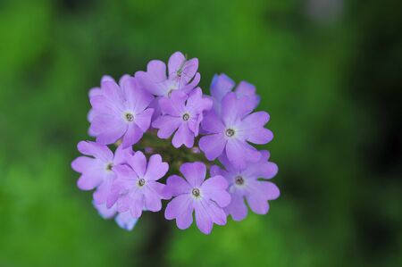 Beautiful spring flowersの写真素材