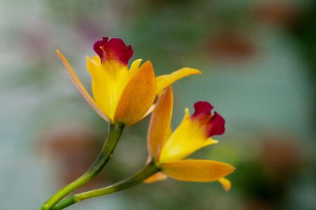 Beautiful spring flowersの写真素材
