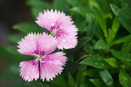 Beautiful spring flowersの写真素材
